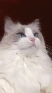 Cat gets a beard and hat