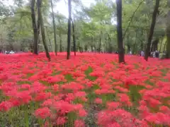 red spider lilies in forest