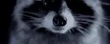 Raccoon face zoom in