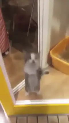 cat scratching glass door