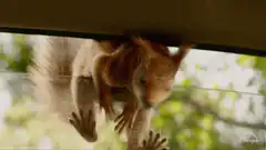 squirrel hanging upside down on glass
