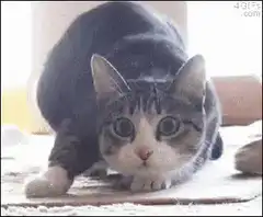 Cat then Shaquille O'Neal