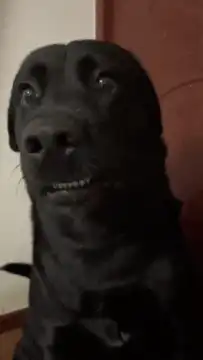 Black dog with a creepy smile