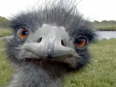 Ostrich close-up selfie