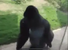 Gorilla slams butt into glass