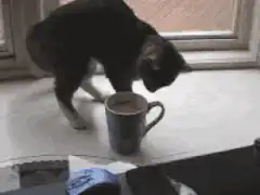 cat knocks cup off windowsill