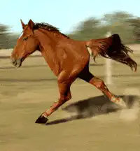 Brown horse galloping across field
