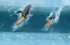 Penguins surfing on a wave