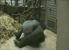 Gorilla rolling on ground in enclosure