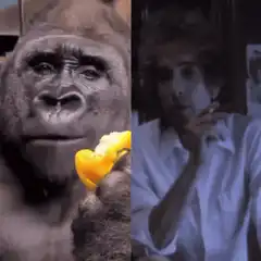 gorilla eating pepper bob dylan smoking