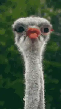 Baby Ostrich Head Bobbing