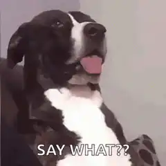Dog says what??