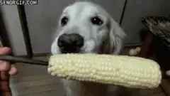 dog eating corn on the cob