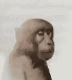 Neuron activation monkey
