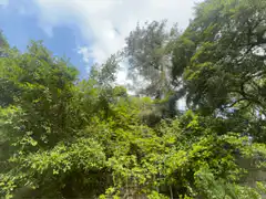 Green trees swaying in the wind