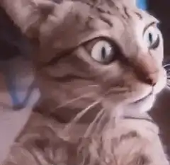 Shocked cat with wide eyes