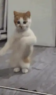 dabbing kitten