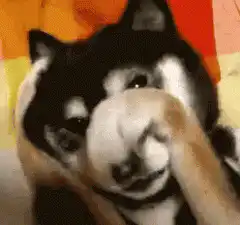 Shiba Inu dog facepalm