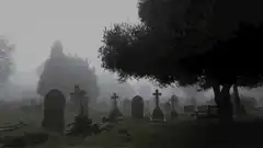 foggy cemetery with tree and bench