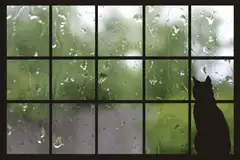 Silhouette of cat looking out rainy window