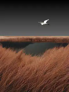 White bird flying over marsh