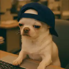 Chihuahua in cap blinking tired