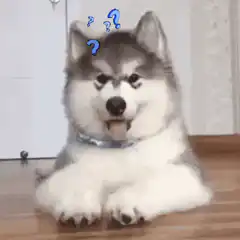 Confused husky puppy with question marks