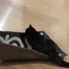 black cat on a rug