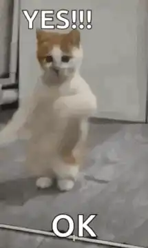 Dancing cat yes ok