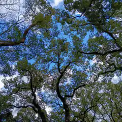 looking up at trees and sky