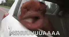 dog head out car window wind