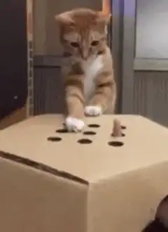 Cat plays whack-a-mole with a treat