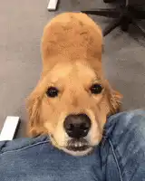 Golden Retriever Dog Tail Wagging