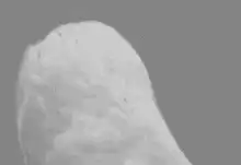 shocked white bird face
