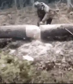 giant phallic log falls on person