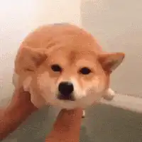 Shiba Inu Dog Being Washed in Bathtub