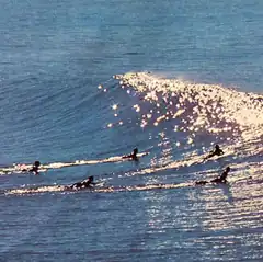 Surfers paddling near a breaking wave