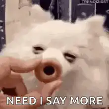 Dog with donut on nose