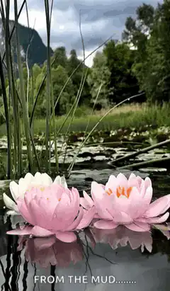 Pink lotus flowers rising from mud