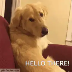 Golden Retriever Hello There