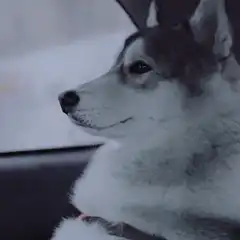 Husky dog looking out car window