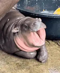 Hippo cake being sliced