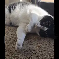 Cat yawning with Good Morning text