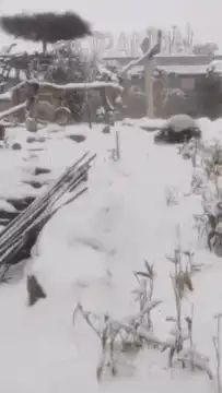 Panda rolling in snow