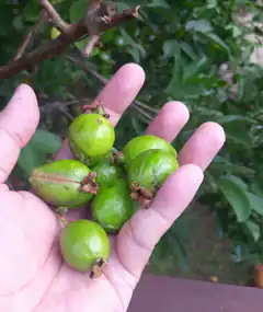 hand holding green guavas