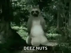 Raccoon dancing with deez nuts caption