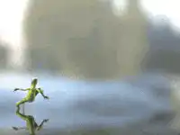 Green lizard running on water