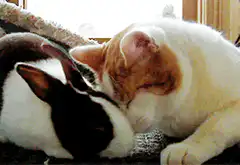 Cat cuddling a sleeping rabbit