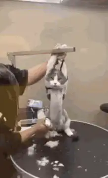 Cat being shaved while hanging