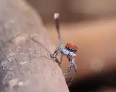 Jumping spider waving leg